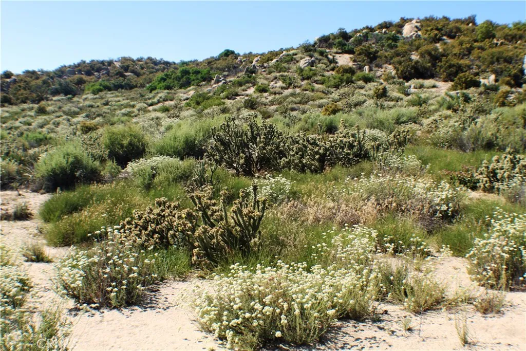 42560 Labrinia Anza, CA 92539 - Photo 15 of 22 a view of a forest with a tree