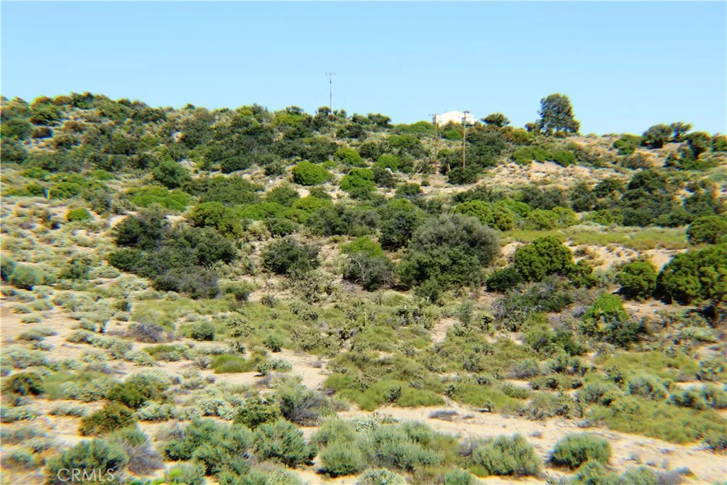 42560 Labrinia Anza, CA 92539 - Photo 6 of 22 a view of a bunch of trees in a field