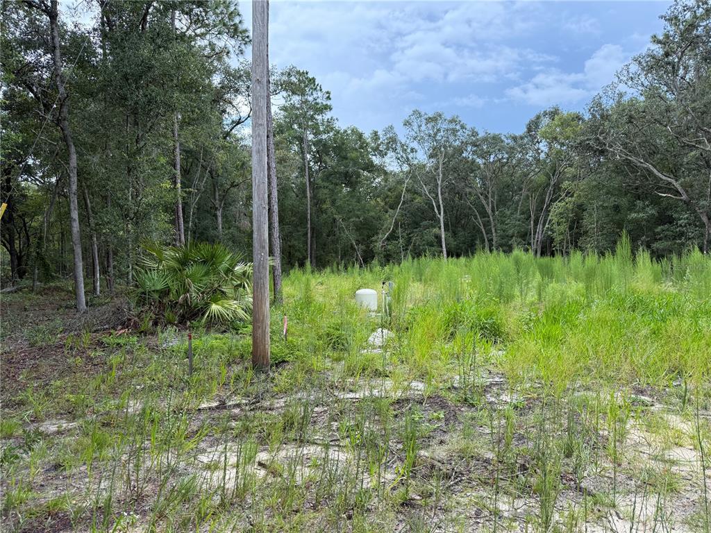 106 Jackson Avenue Interlachen, FL 32148 - Photo 1 of 27 a view of a garden