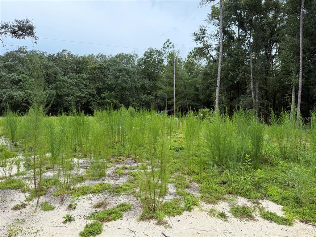 106 Jackson Avenue Interlachen, FL 32148 - Photo 11 of 27 a view of a garden