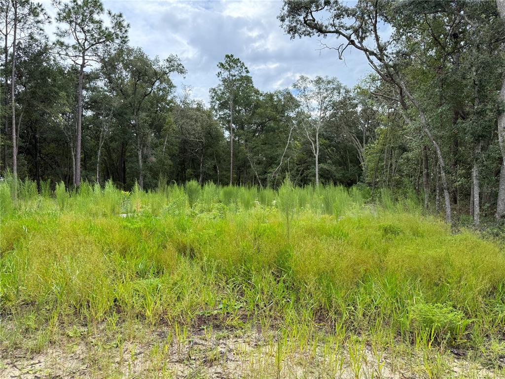 106 Jackson Avenue Interlachen, FL 32148 - Photo 12 of 27 a view of a garden