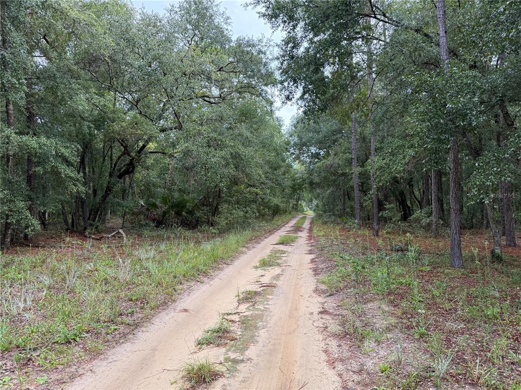 106 Jackson Avenue Interlachen, FL 32148 - Photo 14 of 27 a view of a forest with trees