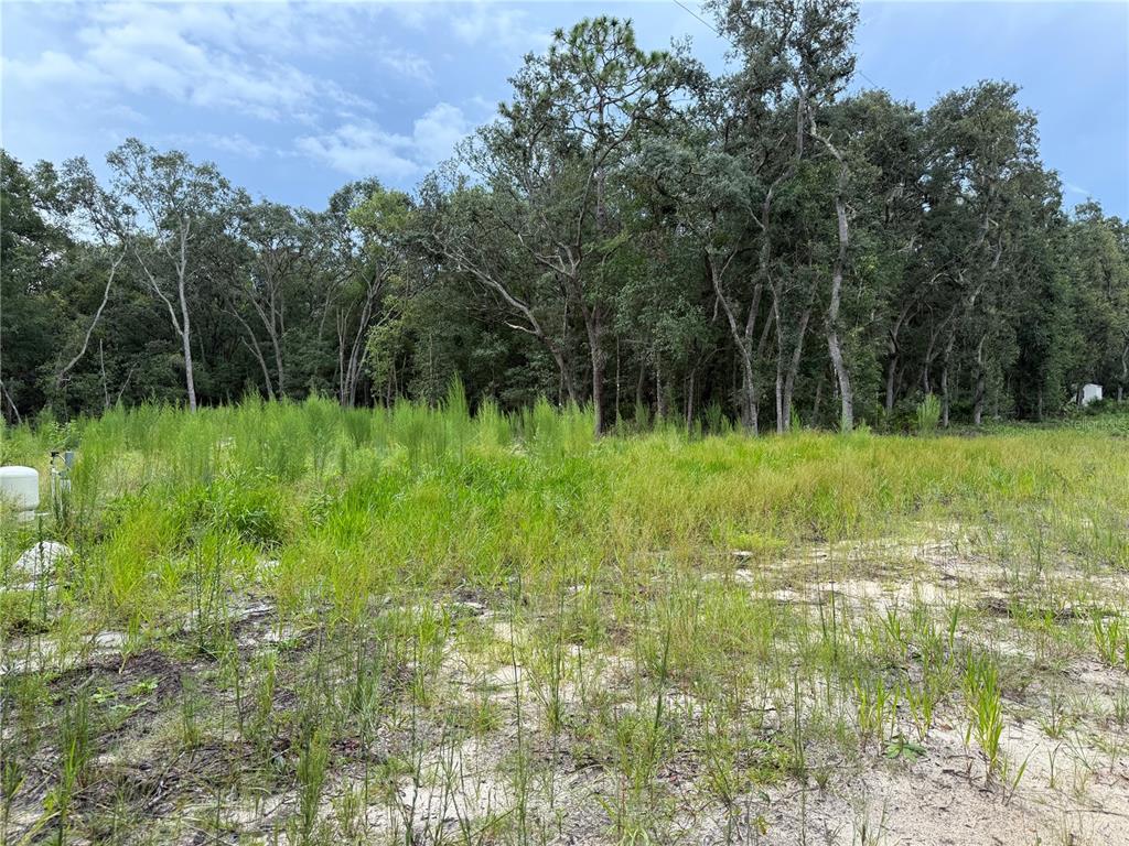 106 Jackson Avenue Interlachen, FL 32148 - Photo 3 of 27 a view of a green field with lots of bushes