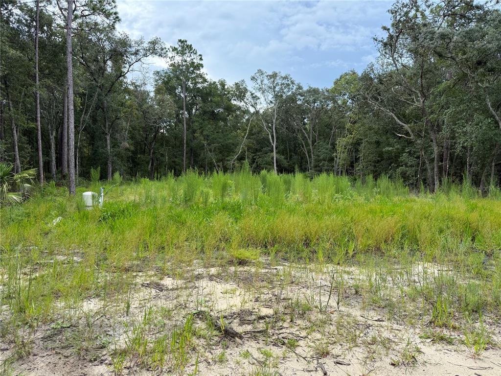 106 Jackson Avenue Interlachen, FL 32148 - Photo 4 of 27 a view of a lush green space