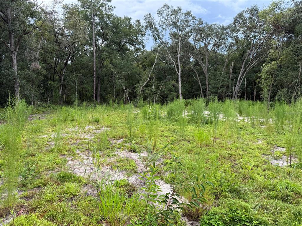 106 Jackson Avenue Interlachen, FL 32148 - Photo 7 of 27 a backyard of a house with lots of green space