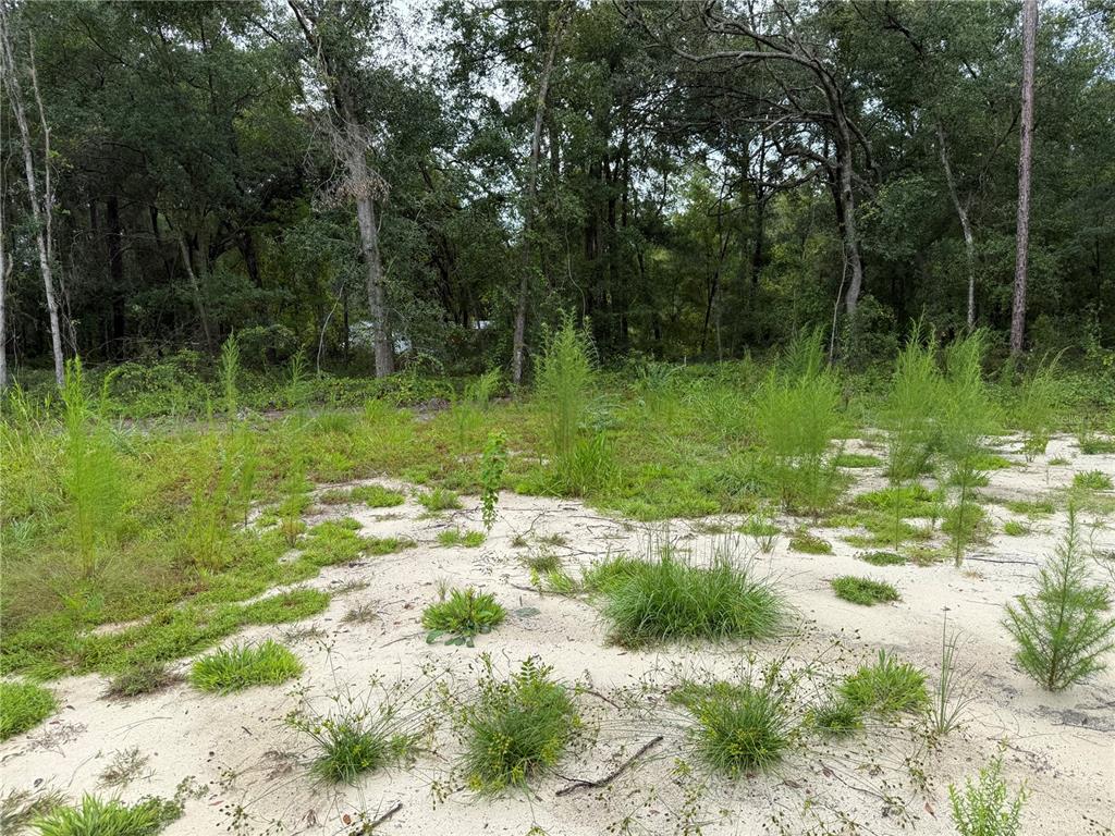 106 Jackson Avenue Interlachen, FL 32148 - Photo 9 of 27 a backyard of a house with lots of green space and lake view