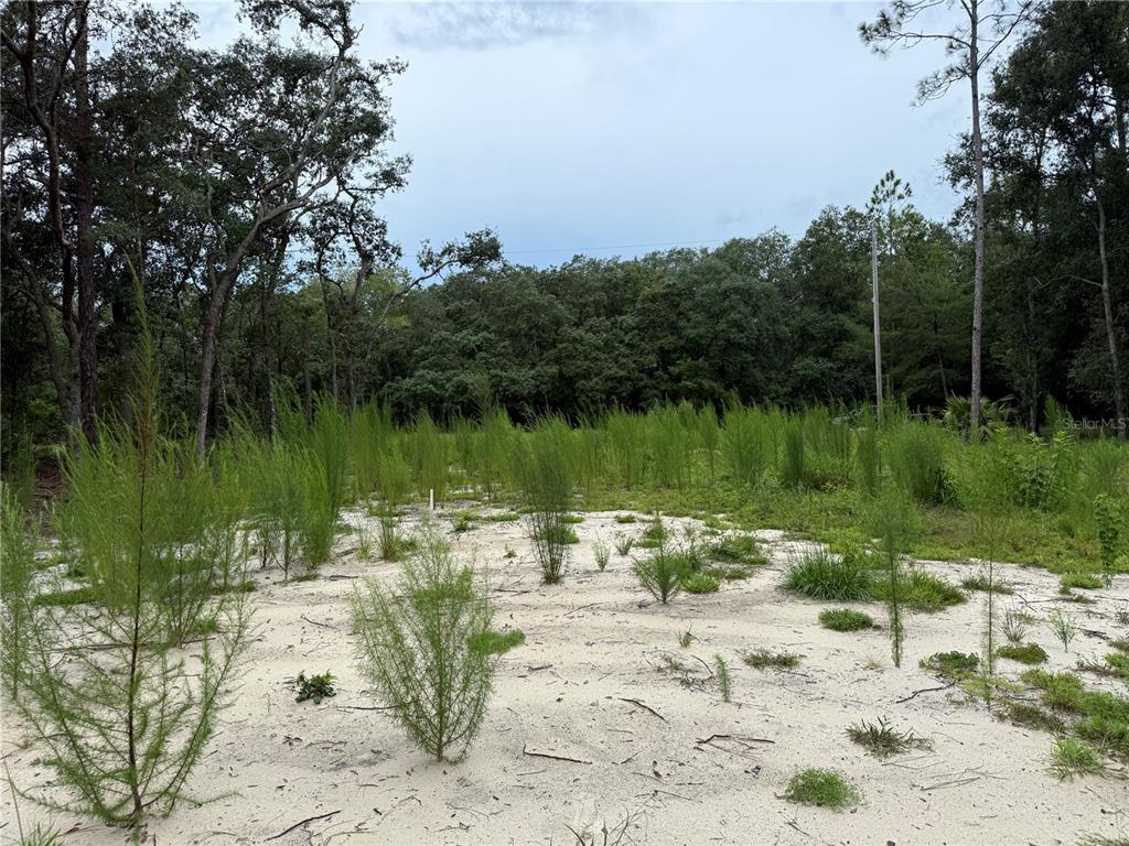 106 Jackson Avenue Interlachen, FL 32148 - Photo 10 of 27 a view of a lake with a large trees