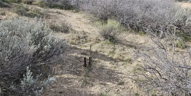 a view of a dry yard with lots of bushes