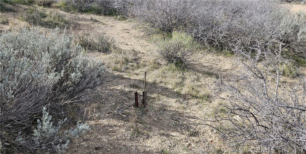 a view of a dry yard with lots of bushes