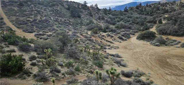 a view of a forest with a mountain