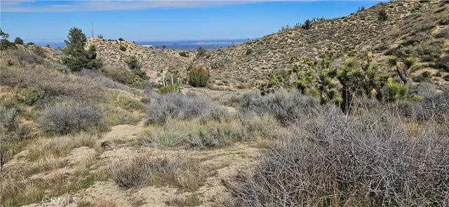 a view of a dry yard covered with trees