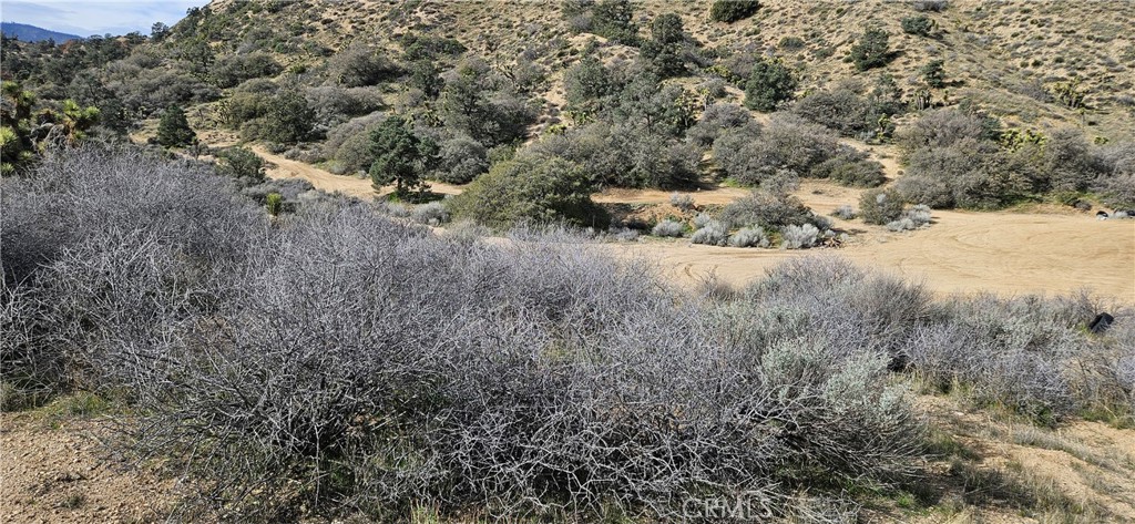 8243 Simson Road Pinon Hills, CA 92372 - Photo 14 of 33 a view of a dry yard covered with trees