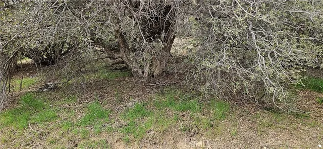 a view of a dry yard with trees in the background