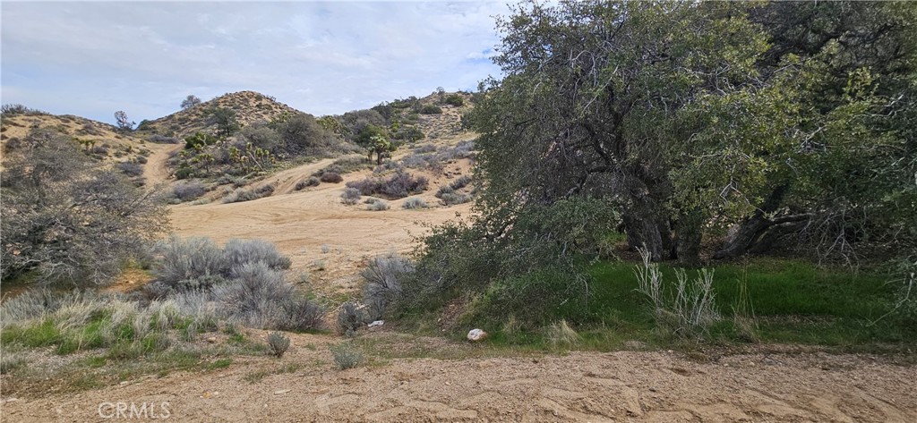 8243 Simson Road Pinon Hills, CA 92372 - Photo 16 of 33 a view of a dry yard with trees in the background