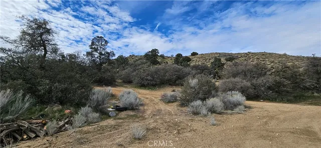 a view of a forest with a yard