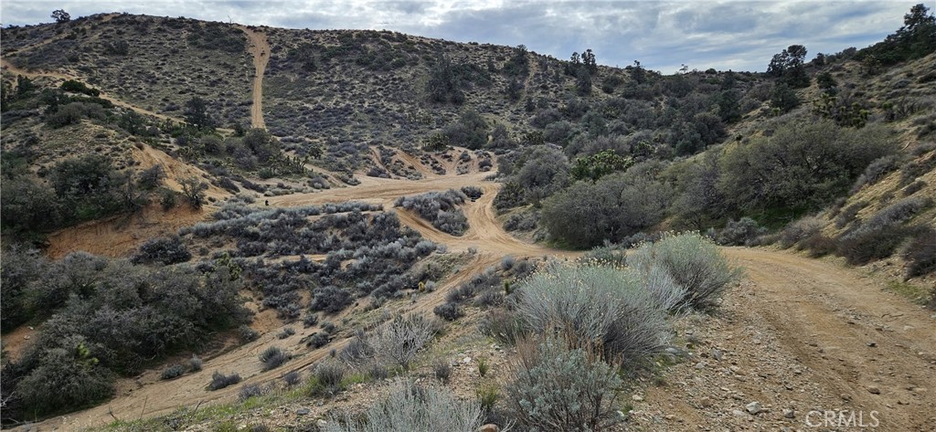 8243 Simson Road Pinon Hills, CA 92372 - Photo 18 of 33 a view of a forest with a yard