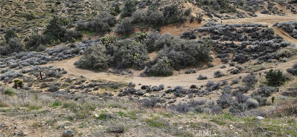 8243 Simson Road Pinon Hills, CA 92372 - Photo 20 of 33 a view of a dry yard covered with trees