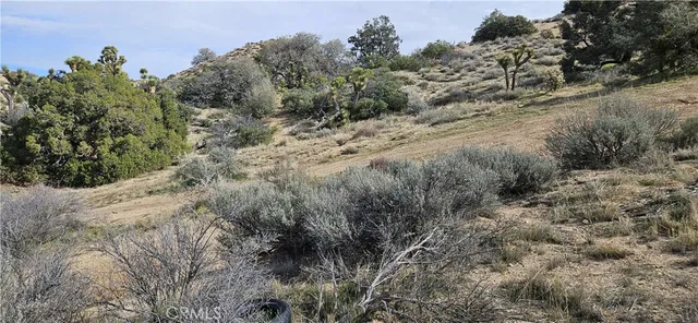 a view of a dry field with trees in the background