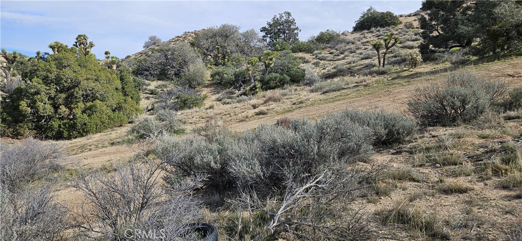 8243 Simson Road Pinon Hills, CA 92372 - Photo 26 of 33 a view of a forest with trees in the background