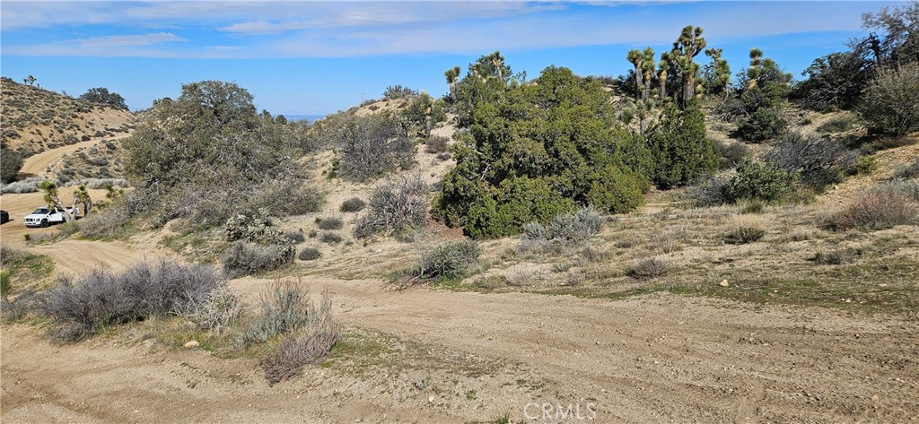 8243 Simson Road Pinon Hills, CA 92372 - Photo 5 of 33 a view of a dry yard with lots of trees