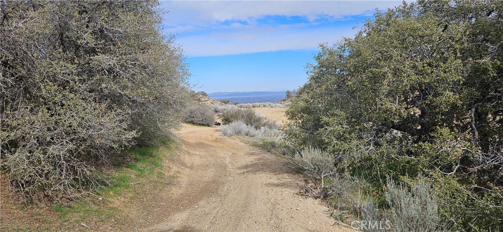 8243 Simson Road Pinon Hills, CA 92372 - Photo 6 of 33 a view of a yard in a forest