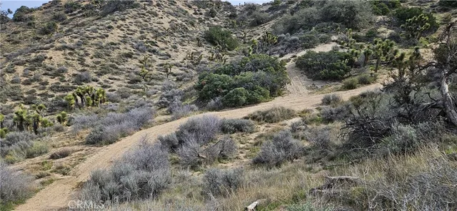 a view of a forest with a tree