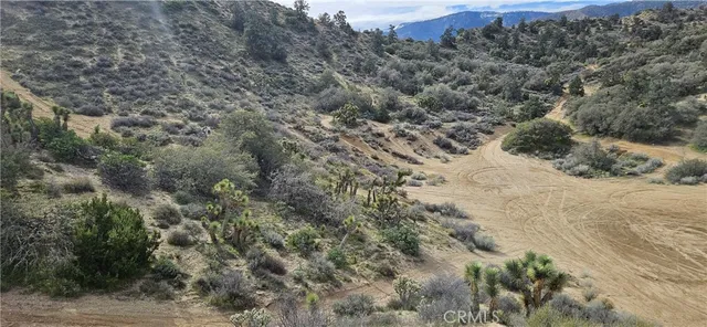 a view of a dry yard with lots of bushes