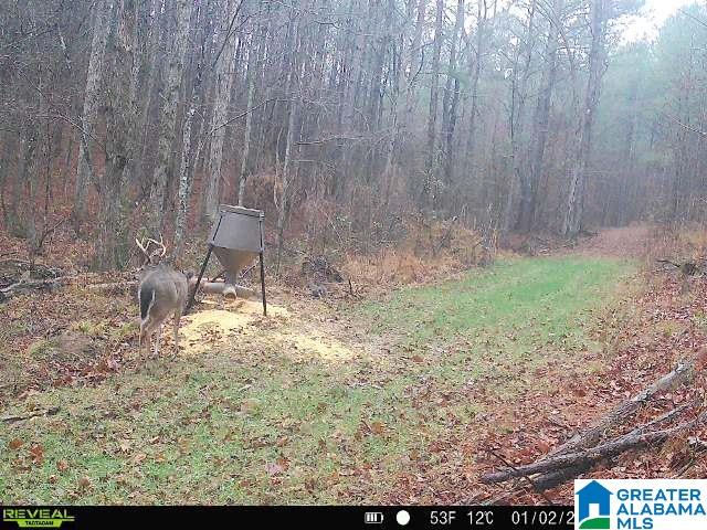 2121 Center Hill Road Trafford, AL 35172 - Photo 67 of 100