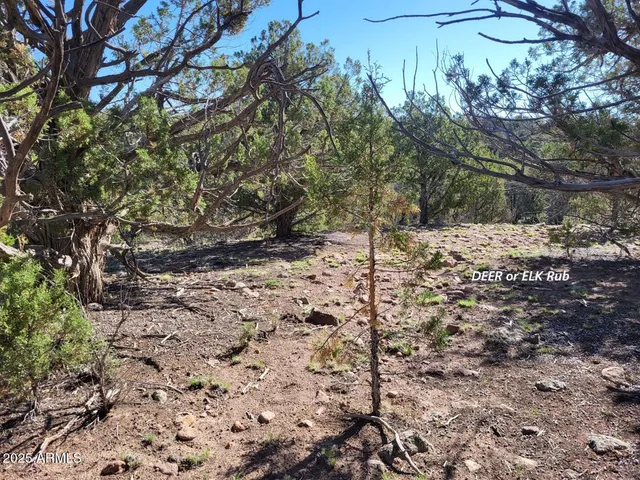 a view of a field with a tree in the background