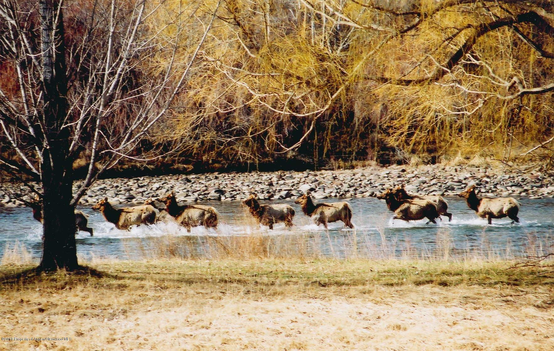 494 Diamond A Ranch Road Carbondale, CO 81623 - Photo 60 of 60 elk in river