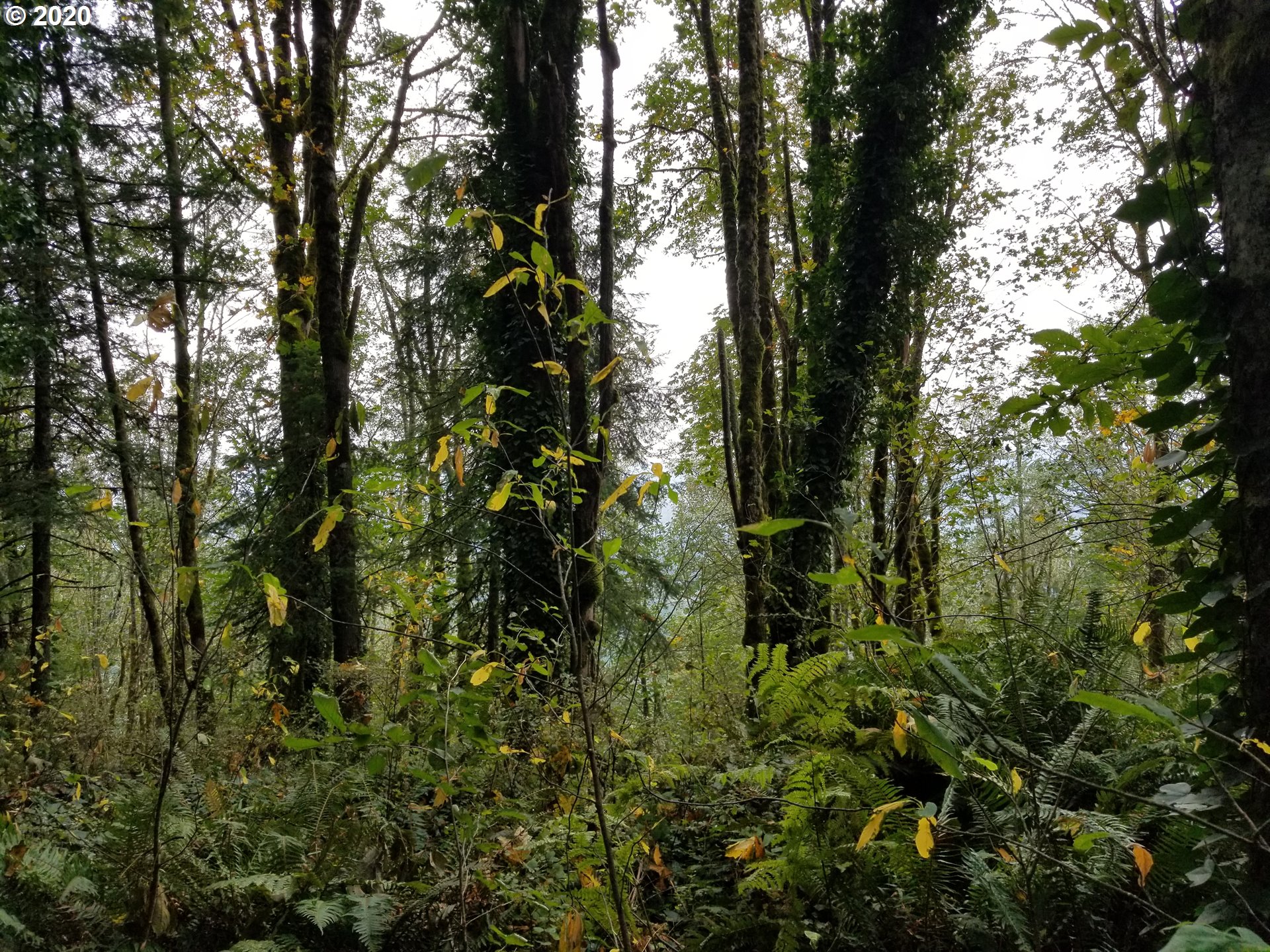 a view of a trees in a forest