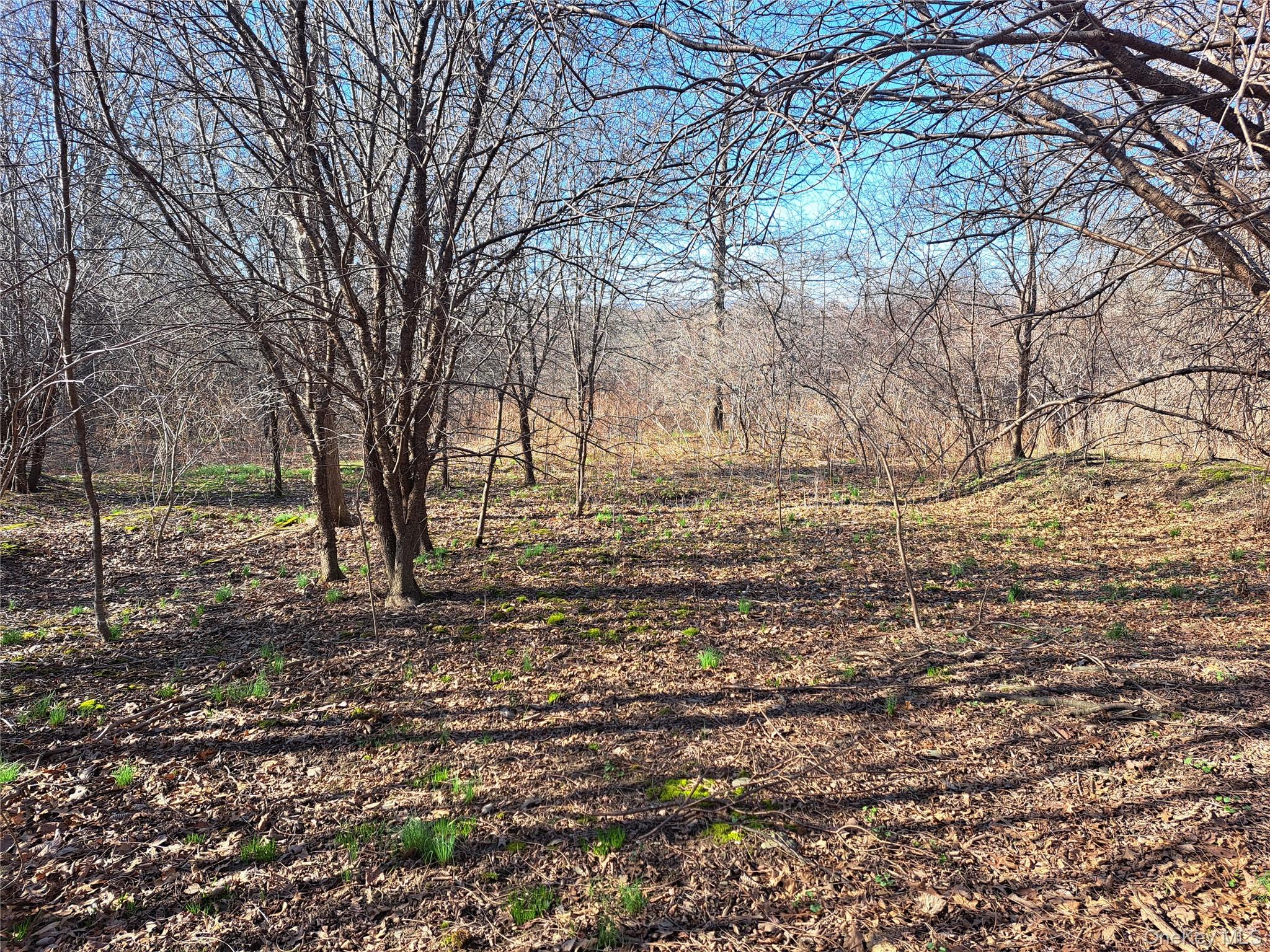 Tbd Kiernan Road Campbell Hall, NY 10916 - Photo 5 of 9 a view of yard with trees