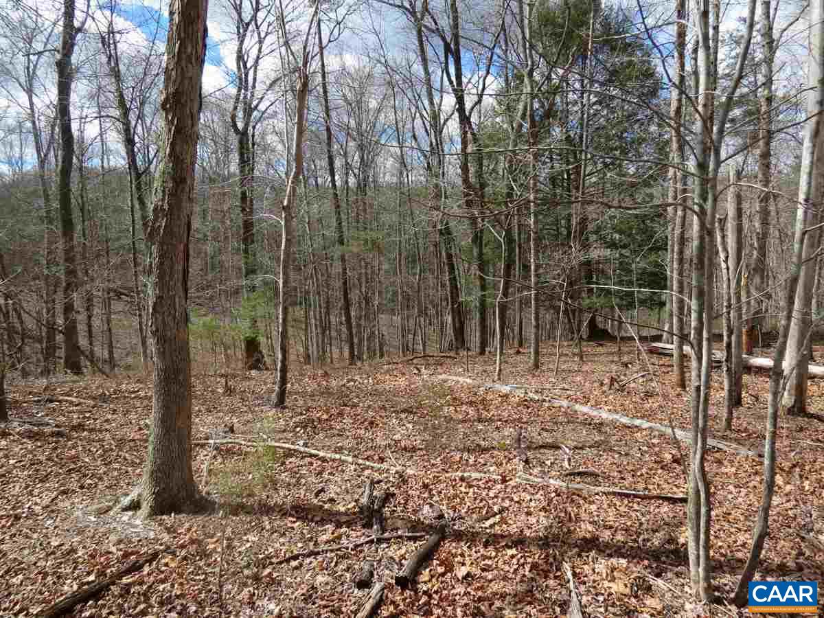 B1 Thunder Ridge Road Afton, VA 22920 - Photo 3 of 12 a view of a forest filled with trees