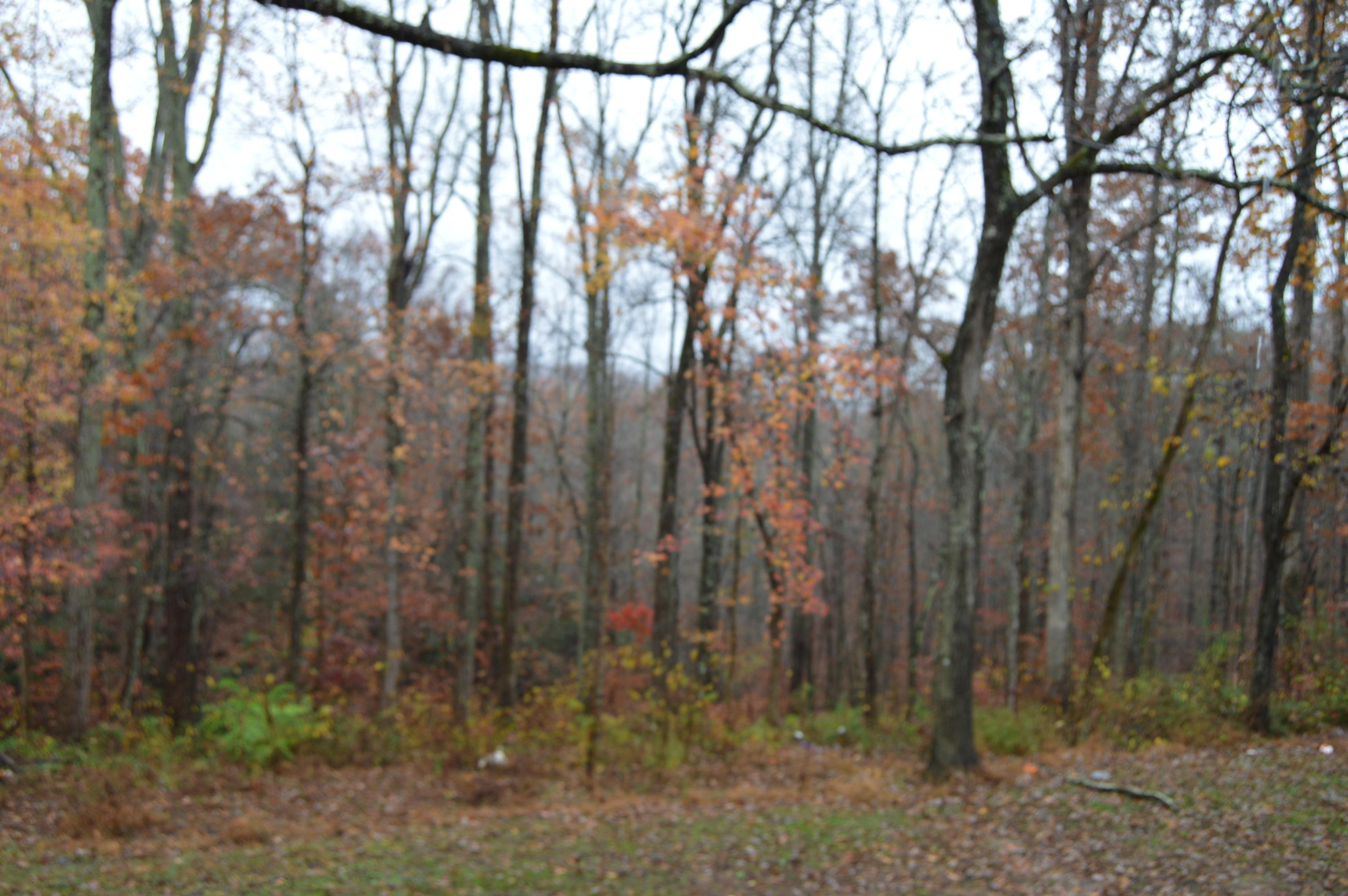 430 Bowling Road Robbins, TN 37852 - Photo 20 of 31 DSC_0689