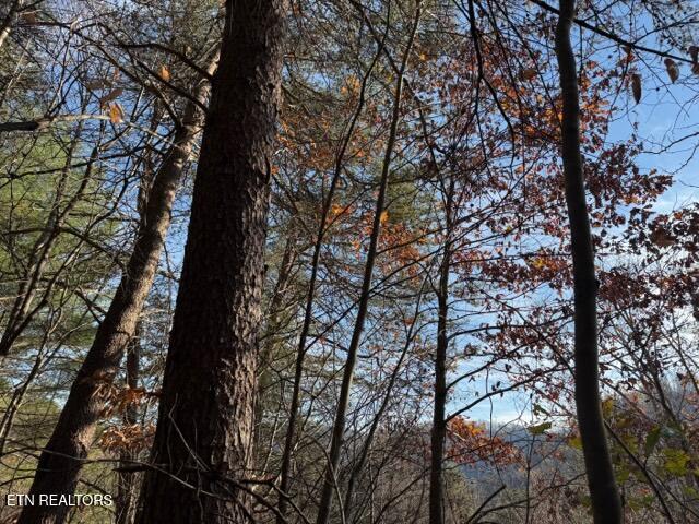 1550 Chapel Hollow Road Del Rio, TN 37727 - Photo 13 of 15 IMG_0470