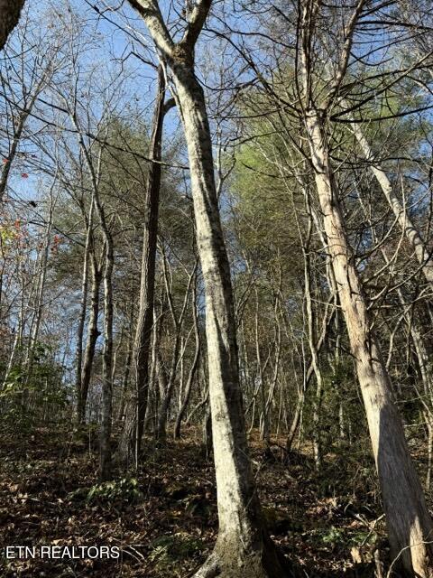 1550 Chapel Hollow Road Del Rio, TN 37727 - Photo 3 of 15 IMG_0452