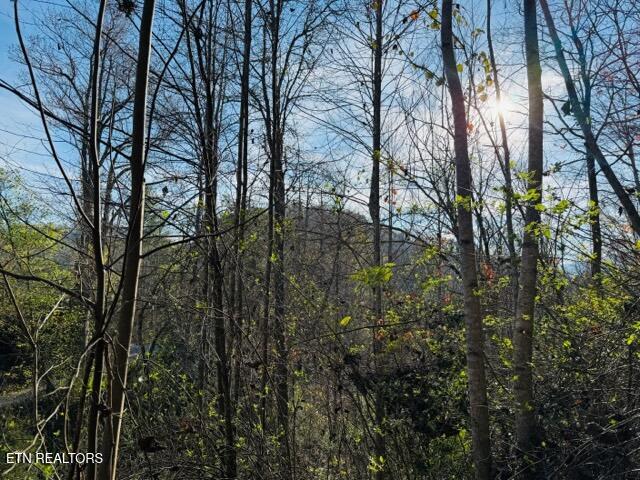 1550 Chapel Hollow Road Del Rio, TN 37727 - Photo 4 of 15 IMG_0454