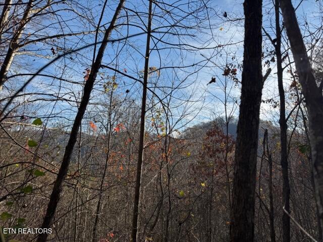 1550 Chapel Hollow Road Del Rio, TN 37727 - Photo 6 of 15 IMG_0458