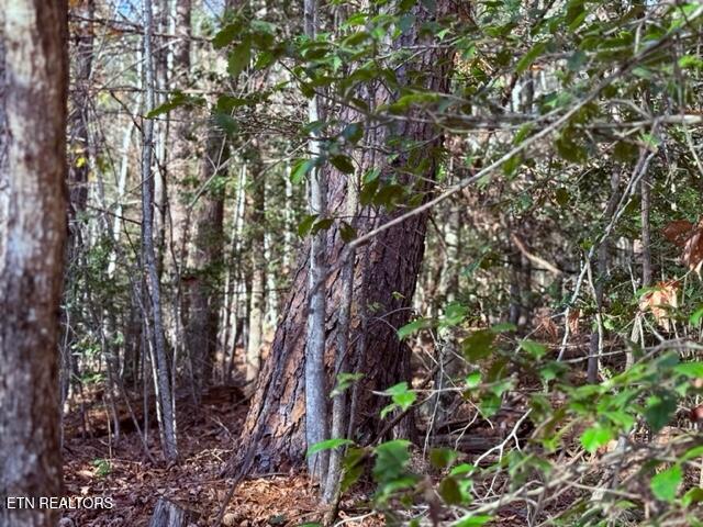 1550 Chapel Hollow Road Del Rio, TN 37727 - Photo 7 of 15 IMG_0462