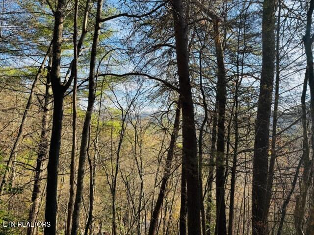 1550 Chapel Hollow Road Del Rio, TN 37727 - Photo 8 of 15 IMG_0463