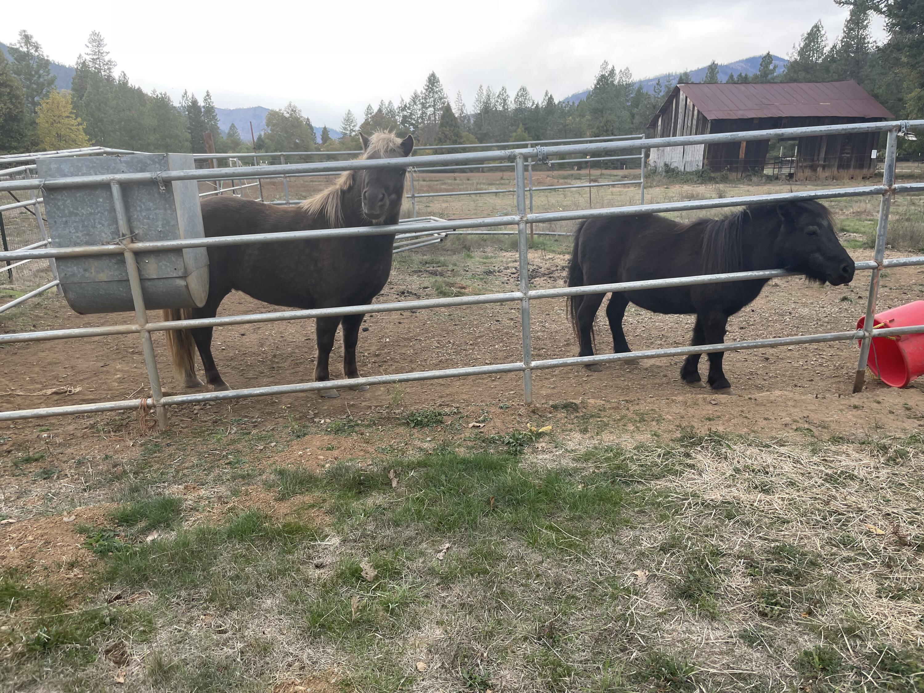 800 Deer Creek Road Selma, OR 97538 - Photo 9 of 42 Friendly!