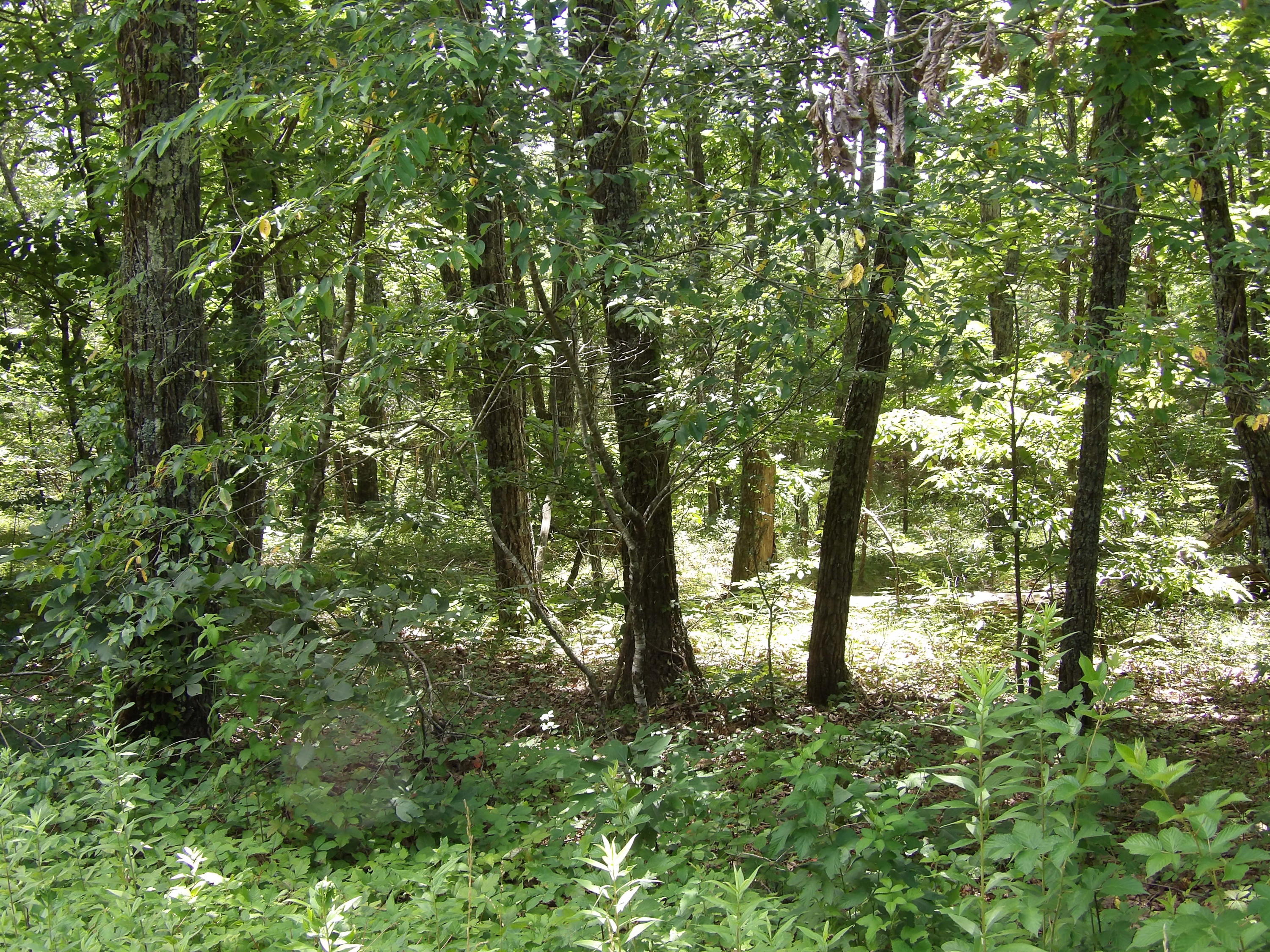 0 Brown Road Graysville, TN 37338 - Photo 2 of 20 100_1211