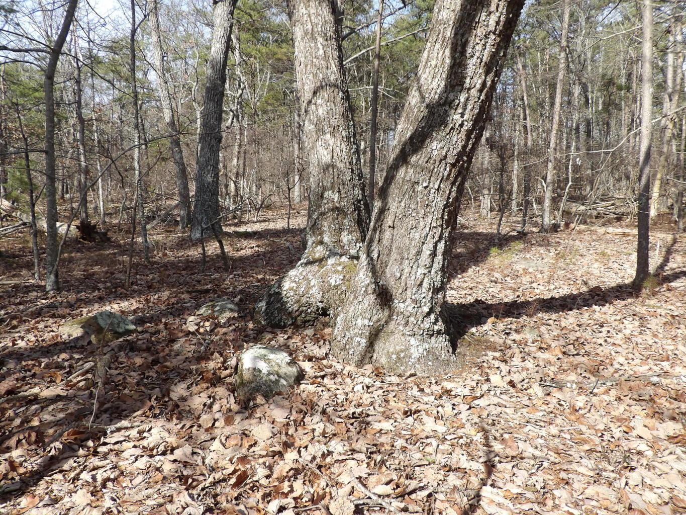 0 Brown Road Graysville, TN 37338 - Photo 12 of 20 20200123184640588871000000-o