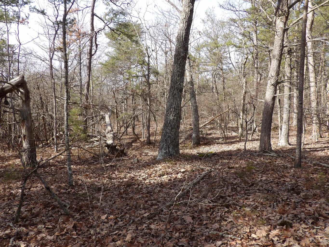 0 Brown Road Graysville, TN 37338 - Photo 13 of 20 20200123184649617464000000-o