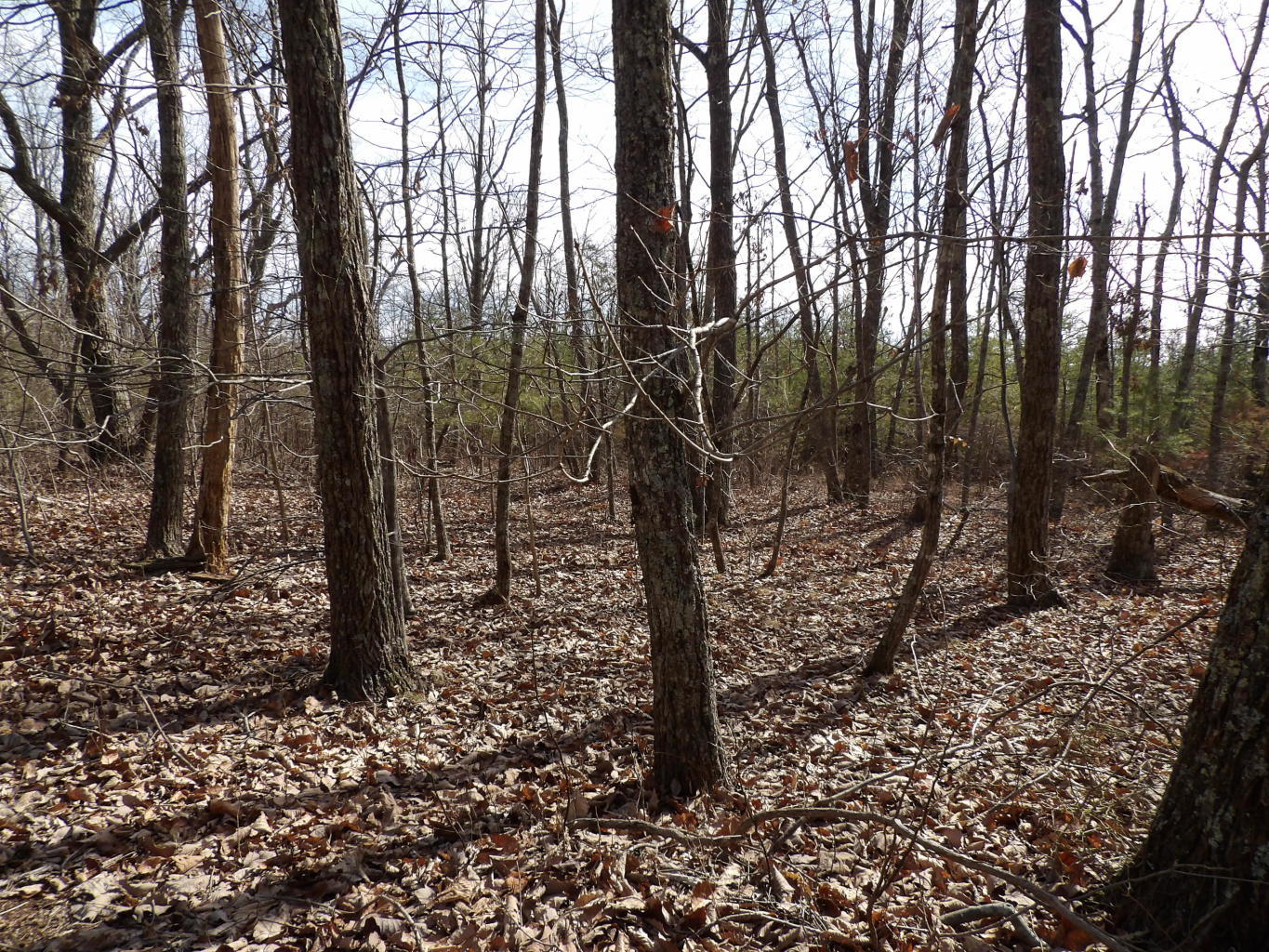 0 Brown Road Graysville, TN 37338 - Photo 15 of 20 20200123184657885462000000-o