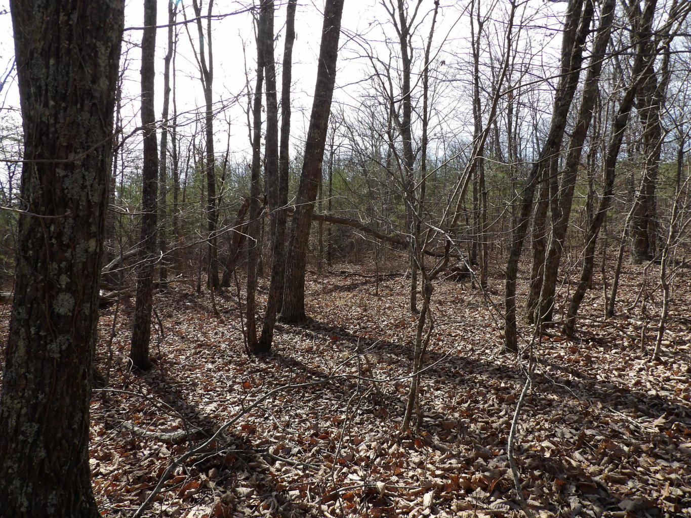 0 Brown Road Graysville, TN 37338 - Photo 16 of 20 20200123184701896741000000-o