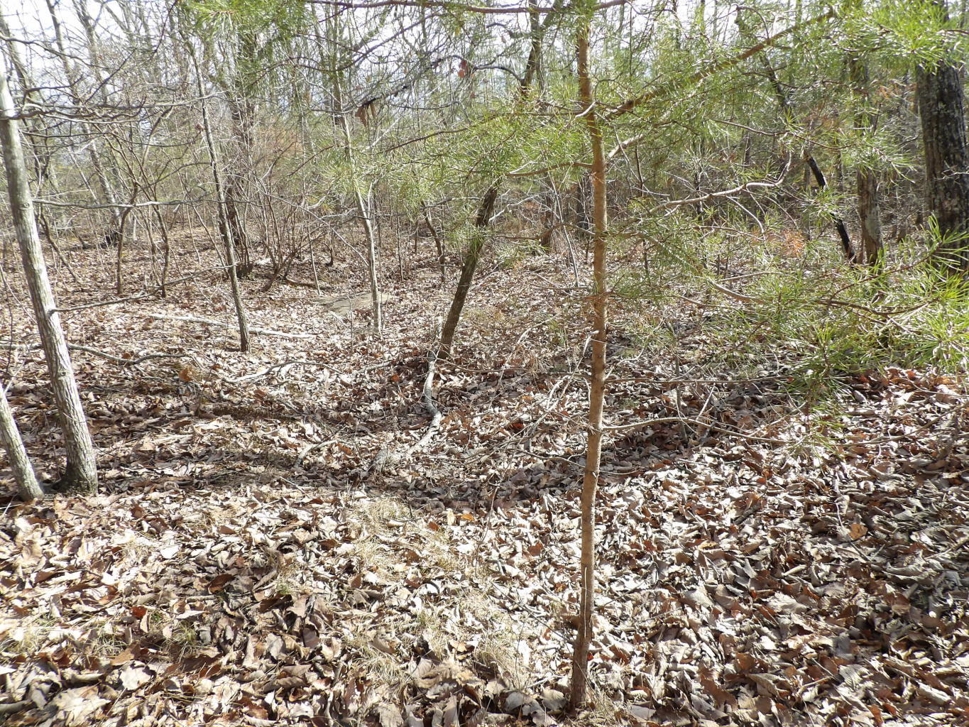 0 Brown Road Graysville, TN 37338 - Photo 17 of 20 20200123184705921792000000-o