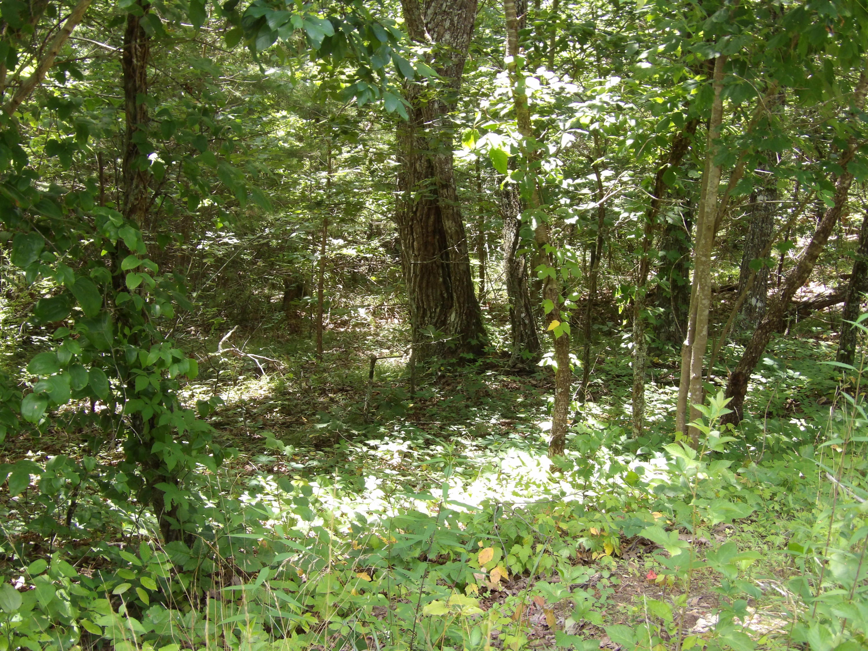 0 Brown Road Graysville, TN 37338 - Photo 4 of 20 100_1213