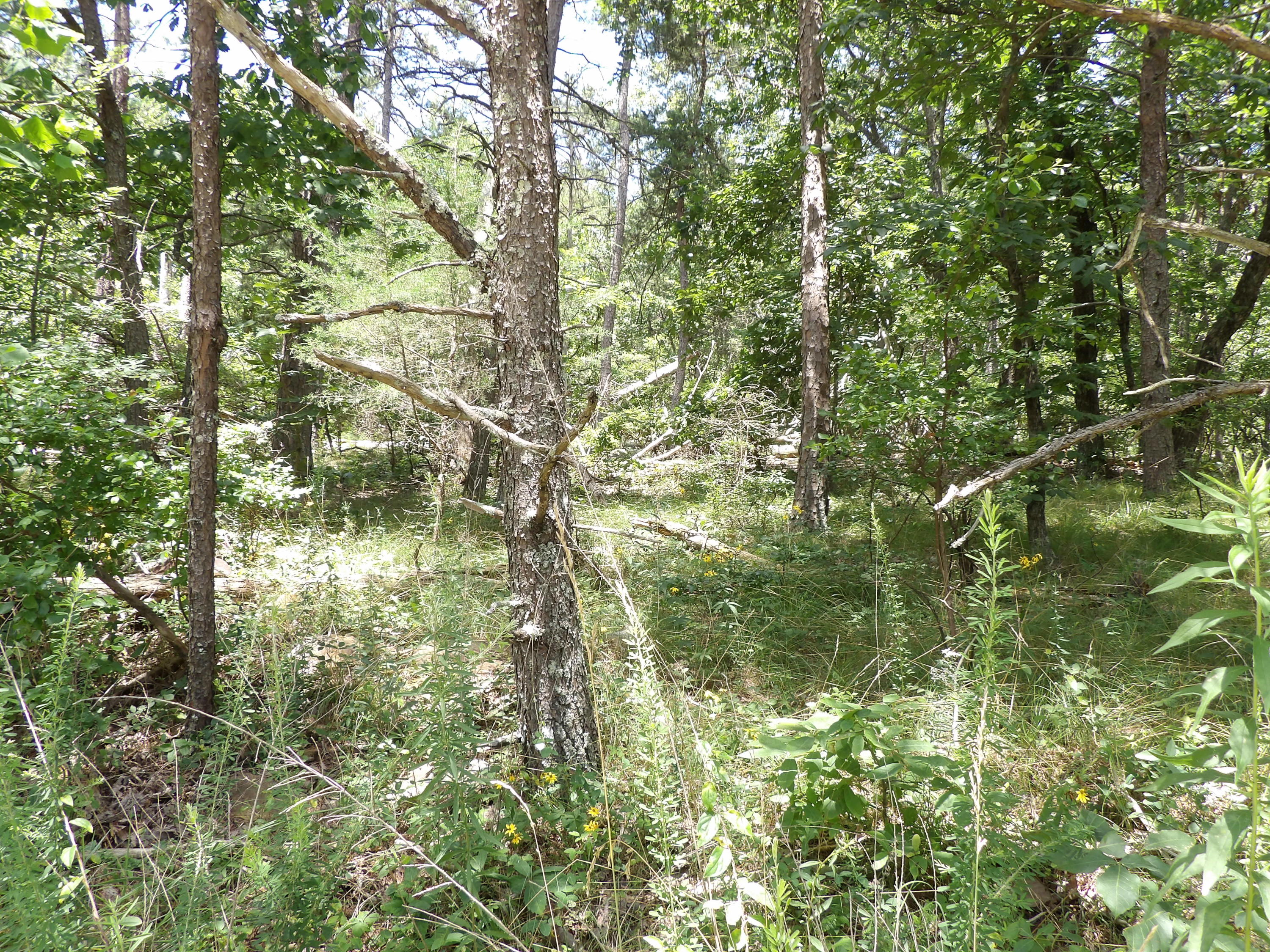 0 Brown Road Graysville, TN 37338 - Photo 6 of 20 100_1215