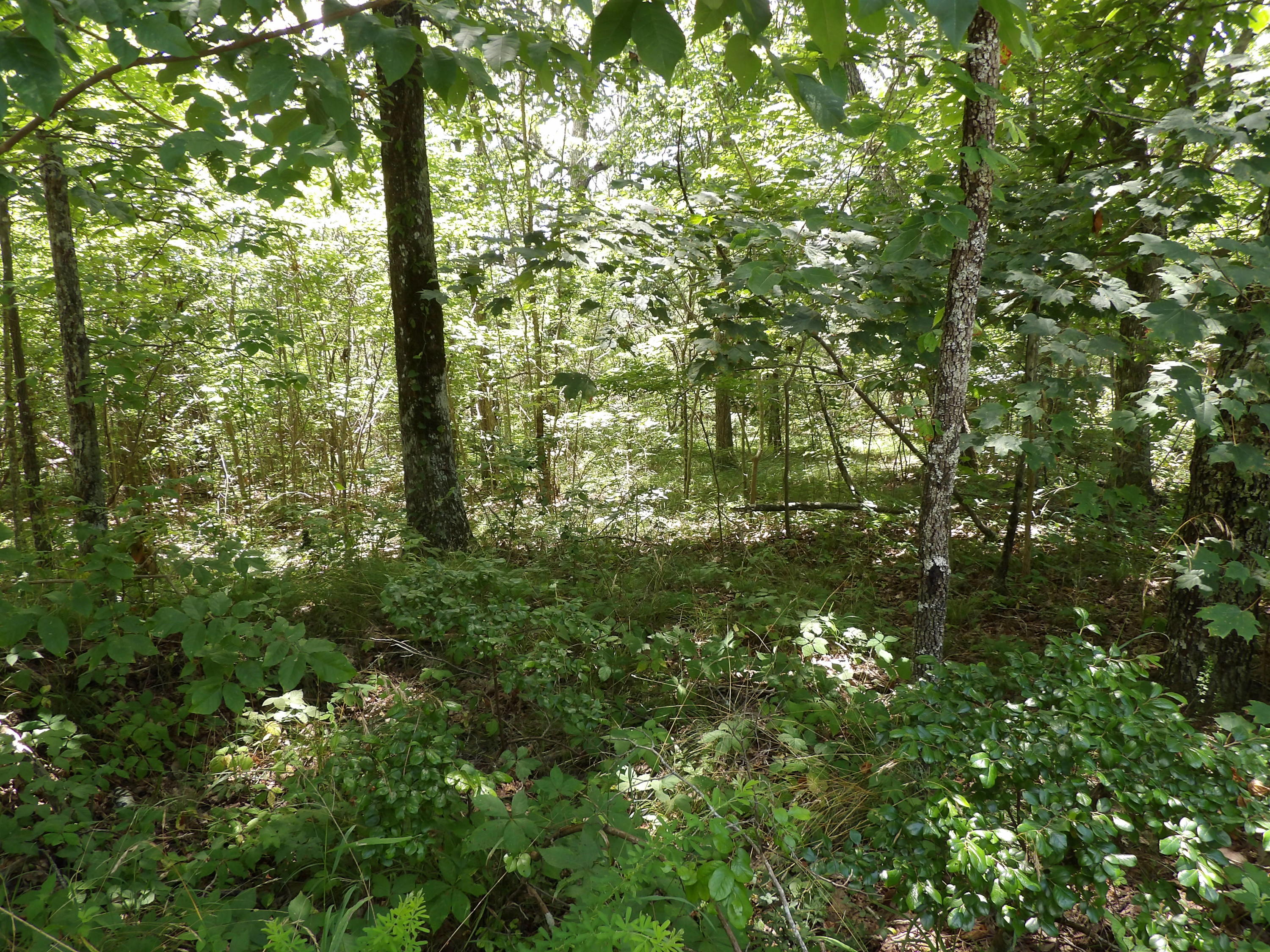 0 Brown Road Graysville, TN 37338 - Photo 8 of 20 100_1218
